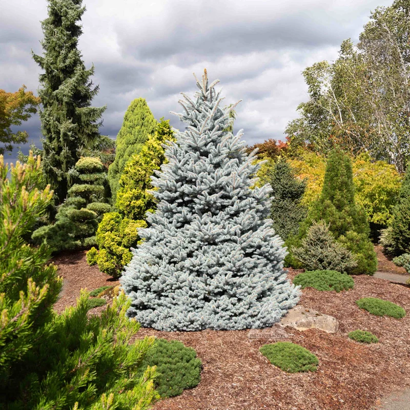 Shrubs & Hedges on Sale