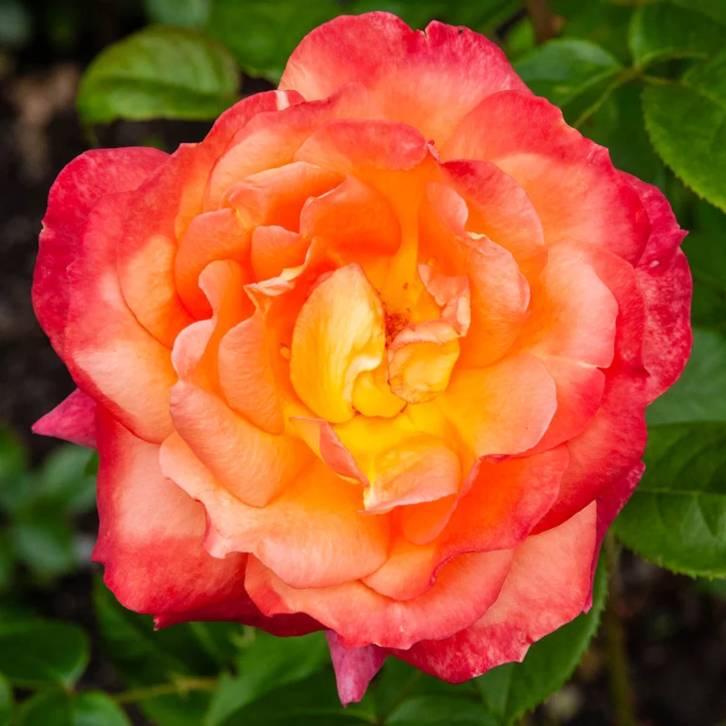 Roses on Sale